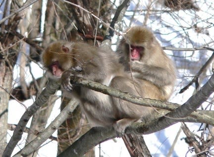 A wild Japanese monkey in Fukushima.