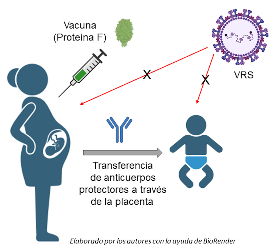 Esquema del ‘modus operandi’ de la nueva vacuna desarrollada por Pfizer. <a href="http://creativecommons.org/licenses/by/4.0/" rel="nofollow noopener" target="_blank" data-ylk="slk:CC BY;elm:context_link;itc:0;sec:content-canvas" class="link ">CC BY</a>