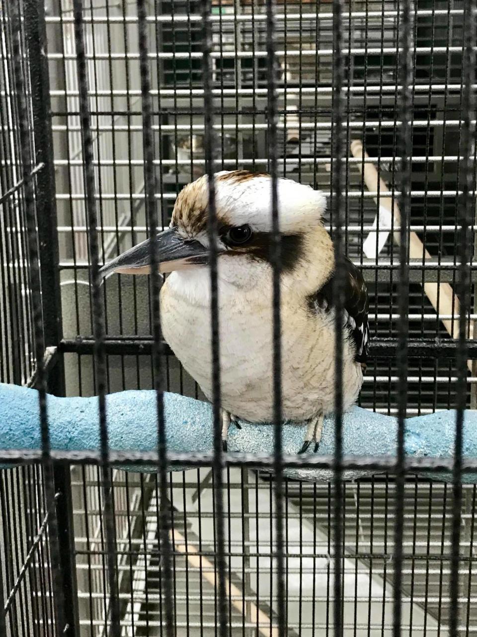 Thunder was understood to have been raised by pet store employees. Source: Wendy Davidson