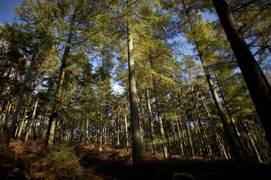 Trees have been deliberately poisoned in Dorset (file photo)  (Getty Images)