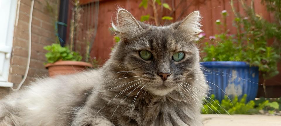 An image of a grey longhair cat taken with an Infinix GT 10 Pro camera