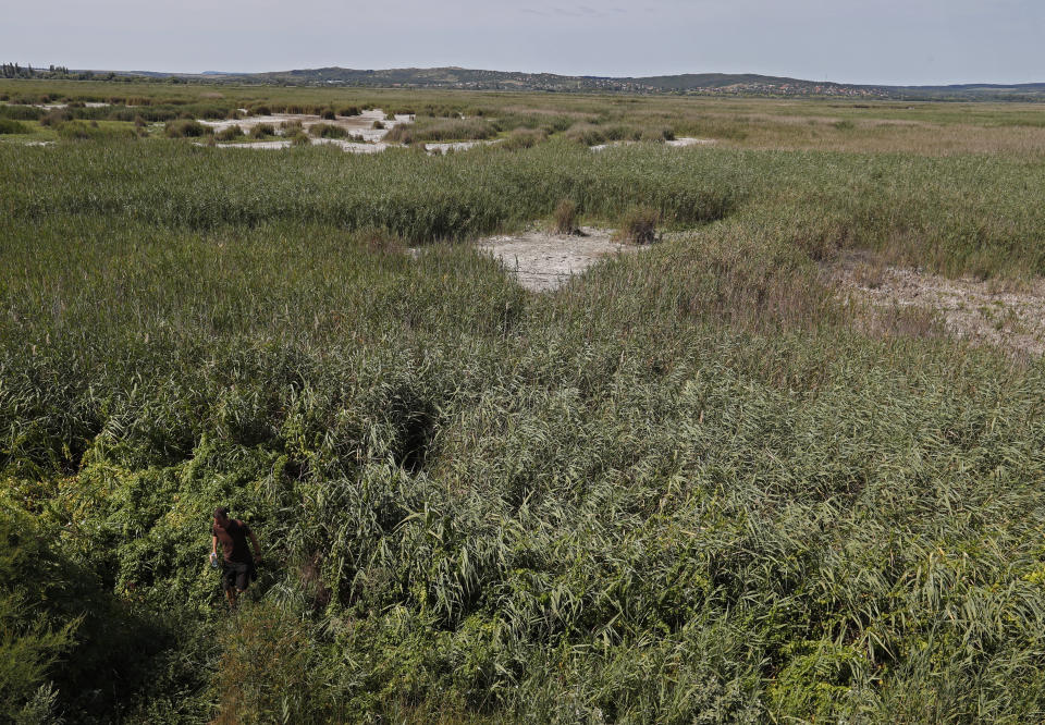 A man walks the dried up part of Lake Velence in Agard, Hungary, Sunday, Aug. 8, 2021. Activists and environmental experts in Hungary say the effects of climate change and insufficient infrastructure are colliding to threaten the country’s third largest natural lake with an economic and ecological crisis. Lake Velence has lost nearly half of its water in the last two years as hot, dry summers have led to increased evaporation and deteriorating water quality. (AP Photo/Laszlo Balogh)