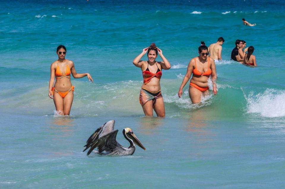 A pelican lands in the water as beachgoers enjoy the beautiful weather during spring break in Miami Beach on Saturday March 9, 2024.