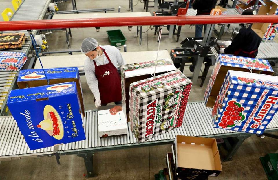 JOAN BARNETT LEE/ jlee@modbee.com A worker boxes product on Monday morning (06-03-13) at Morada Produce in Stockton, Ca. The produce company exports 45% of the cherries they process through the Costco International system. The other 55% is purchased by U.S companies. The cherry season is quickly coming to an end. It starts at the end of April and wraps up in the next few days (early June). Morada Produce processes cherries that come to them starting in Bakersfield all the way north to Stockton. They employ 1,200 people for the cherry season.