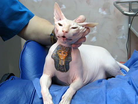 Pet Ink: 8 Wild Pictures of Animals with Tattoos