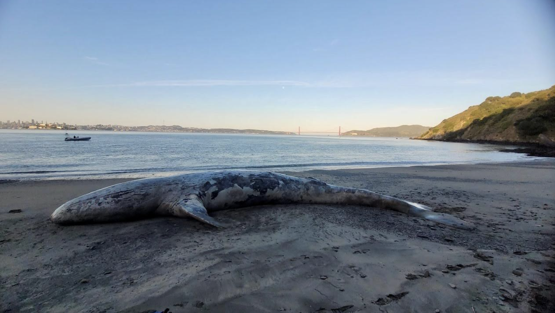 A team of scientists with the California Academy of Sciences and with The Marine Mammal Center “identified the whale as a 40-foot adult female, with full stomach contents and injuries consistent with blunt force trauma,” experts said.