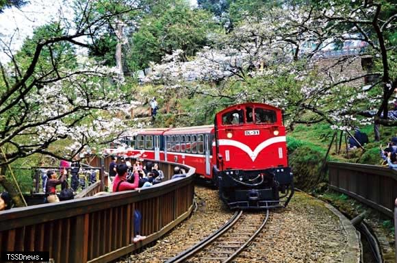 郵輪式巴士套票帶你輕鬆漫遊阿里山。（農業部林業保育署提供）