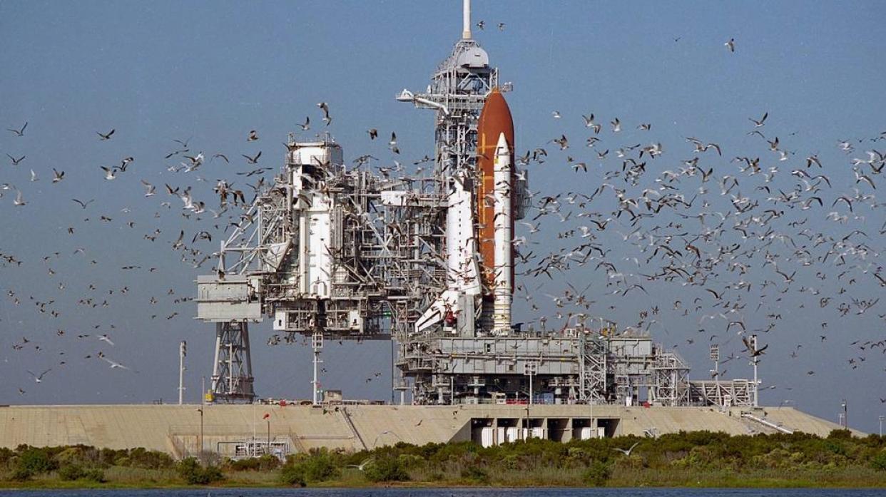  A flock of birds takes flight during the rollout of the space shuttle atlantis to the launch pad in 1988. 