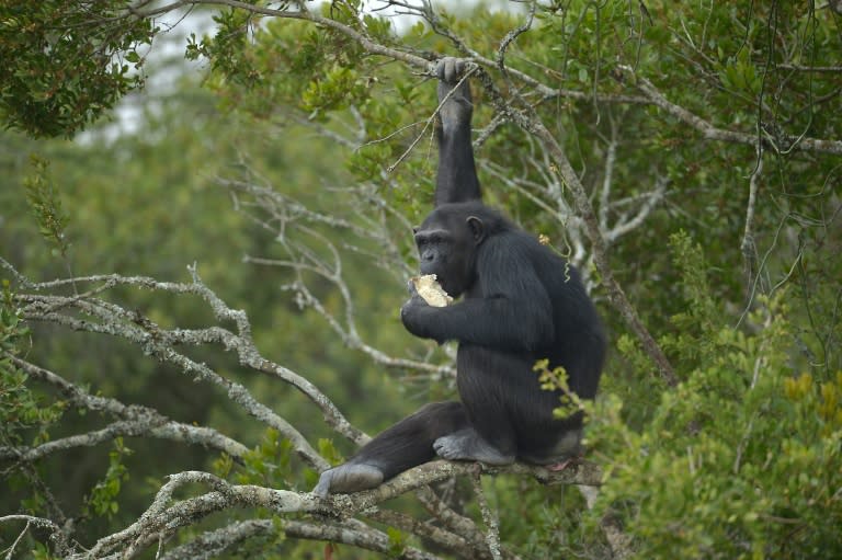 A rescued chimpanzee eats in an enclosure at the Sweetwaters sactuary, Kenya's only great-ape sanctuary