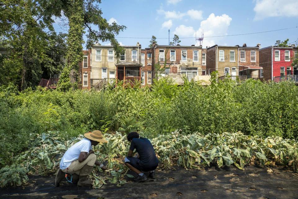 A young man kneels down with an older farmer in a hat to tend vegetables growing behind a row of brownstone homes.