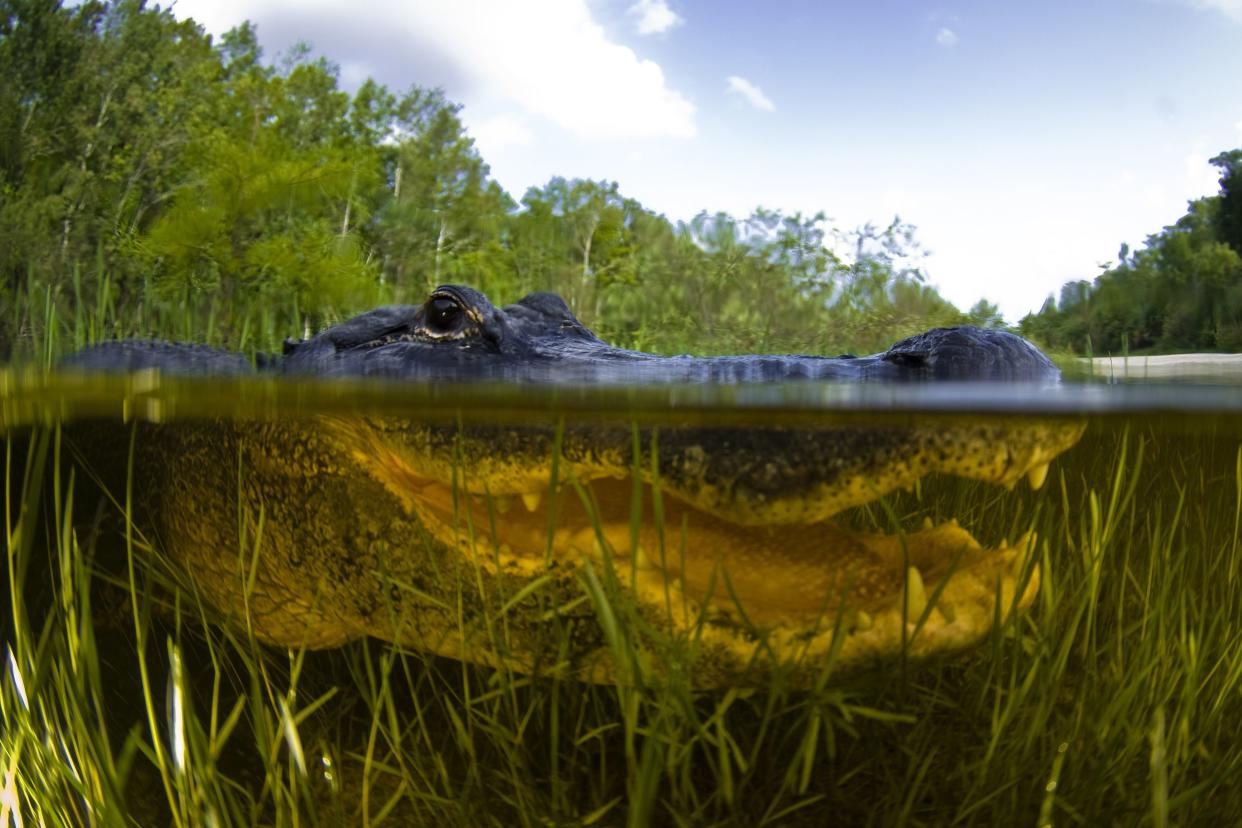 closeup of an alligator under water, Everglades National Park, Florida