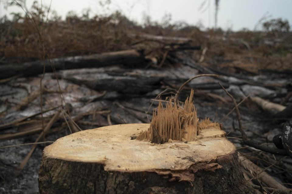 A cut tree stands in a burned area near the Krimej indigenous village of the Kayapo indigenous group in Altamira, Para state, Brazil, Saturday, Aug. 31, 2019. Much of the deforestation in the Brazilian Amazon is done illegally -- land grabbers burn areas to clear land for agriculture and loggers encroach on national forests and indigenous reserves. (AP Photo/Leo Correa)