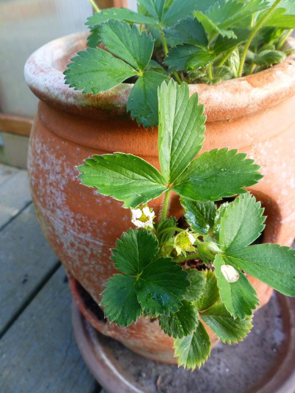 These strawberries, photographed April 19, 2016, growing in a terra cotta jar on a patio near Langley, Washs, are tender plants and need protection from chill temperatures. Plant saving options include moving the containers into sheltered locations like unheated garages or digging the containers into the ground and covering them with a thick layer of straw mulch. (Dean Fosdick via AP)