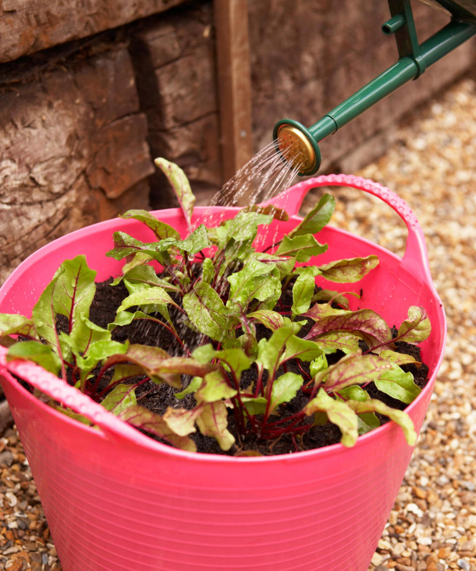 beetroot seedlings being watered in container garden