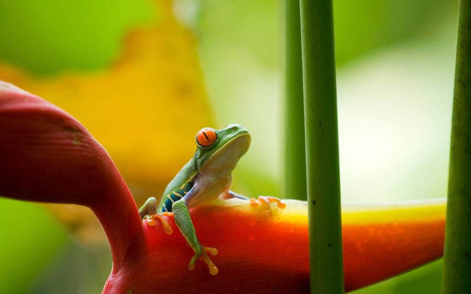 A tree frog in Tortuguero - WTolenaars