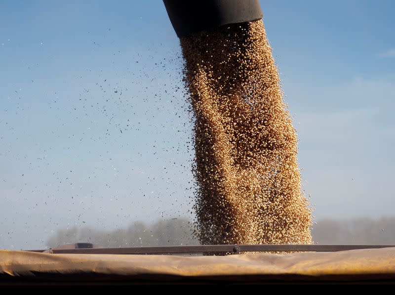 FILE PHOTO: Soybeans are loaded onto a truck at a field in the city of Chacabuco