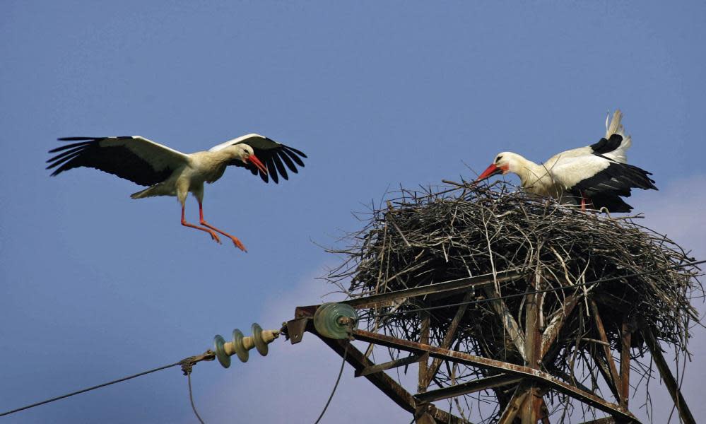 <span>Photograph: Samuel Aranda/AFP/Getty Images</span>