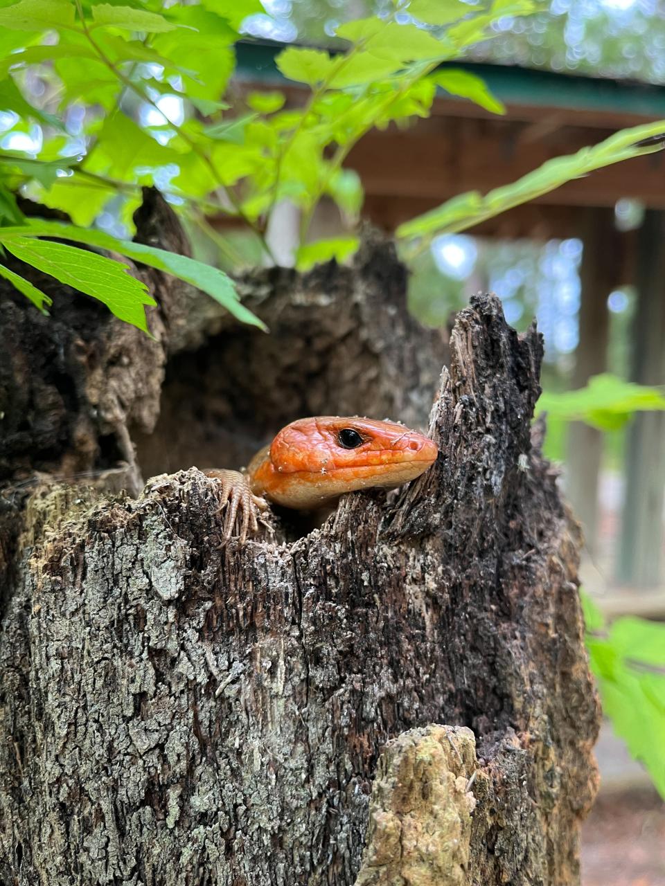 A FWC virtual scavenger hunt leads players to visit Florida’s Wildlife Management Areas.