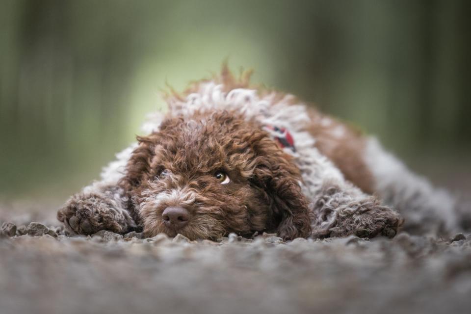 lagotto romagnolo puppy with very curly brown and white lying on a footpath