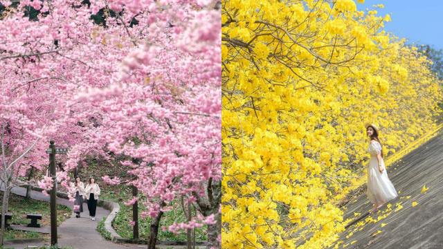三月的春花浪漫 本週7大滿開花海速報 旅遊 Yahoo奇摩行動版