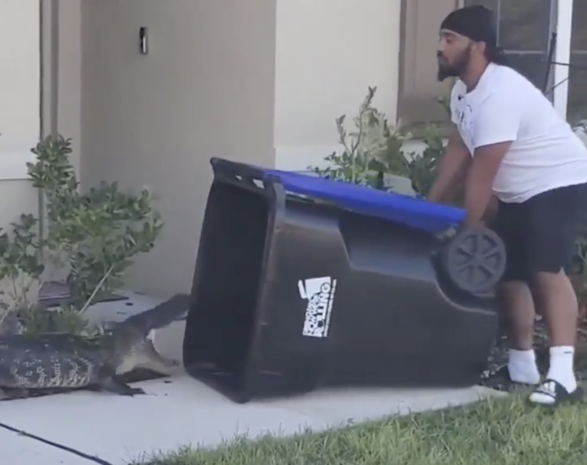 Abdul Gene Malik traps an alligator with a trash bin in Mt Dora, Florida (Instagram / Abdul Gene Malik)