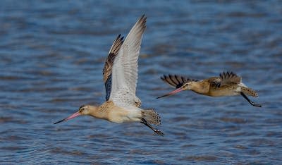 Le record de vol sans escale pour un oiseau est détenu par une barge rousse partie d’Alaska et arrivée en Tasmanie, au sud de l’Australie : rien de moins que 13 560 km parcourus en onze jours de vol ininterrompu, dépensant seulement 0,41 % de sa masse par heure de vol ! Pete Richman, <a href="http://creativecommons.org/licenses/by-sa/4.0/" rel="nofollow noopener" target="_blank" data-ylk="slk:CC BY-SA;elm:context_link;itc:0;sec:content-canvas" class="link ">CC BY-SA</a>