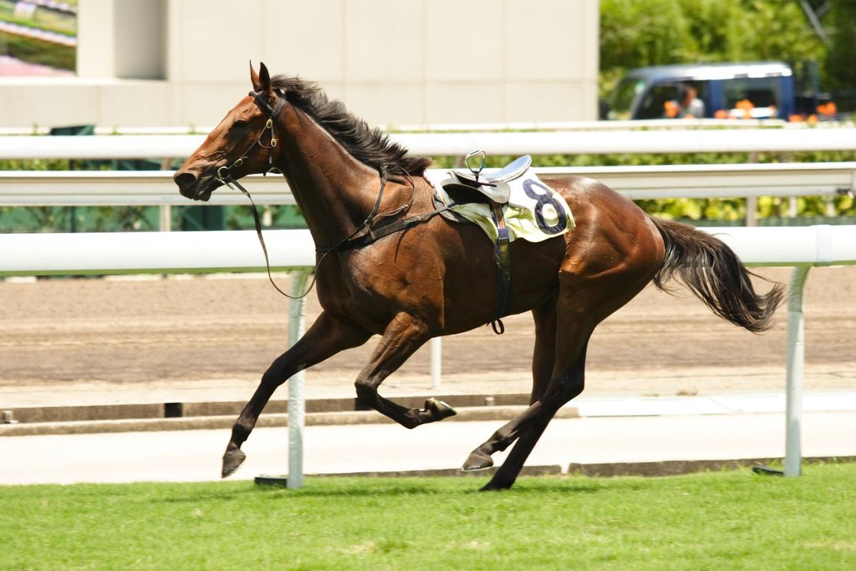 race horse names