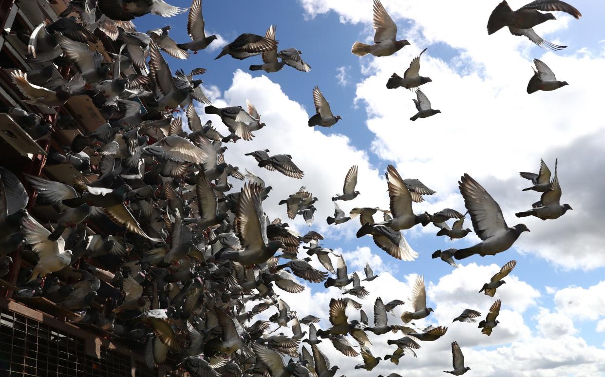 Racing pigeons