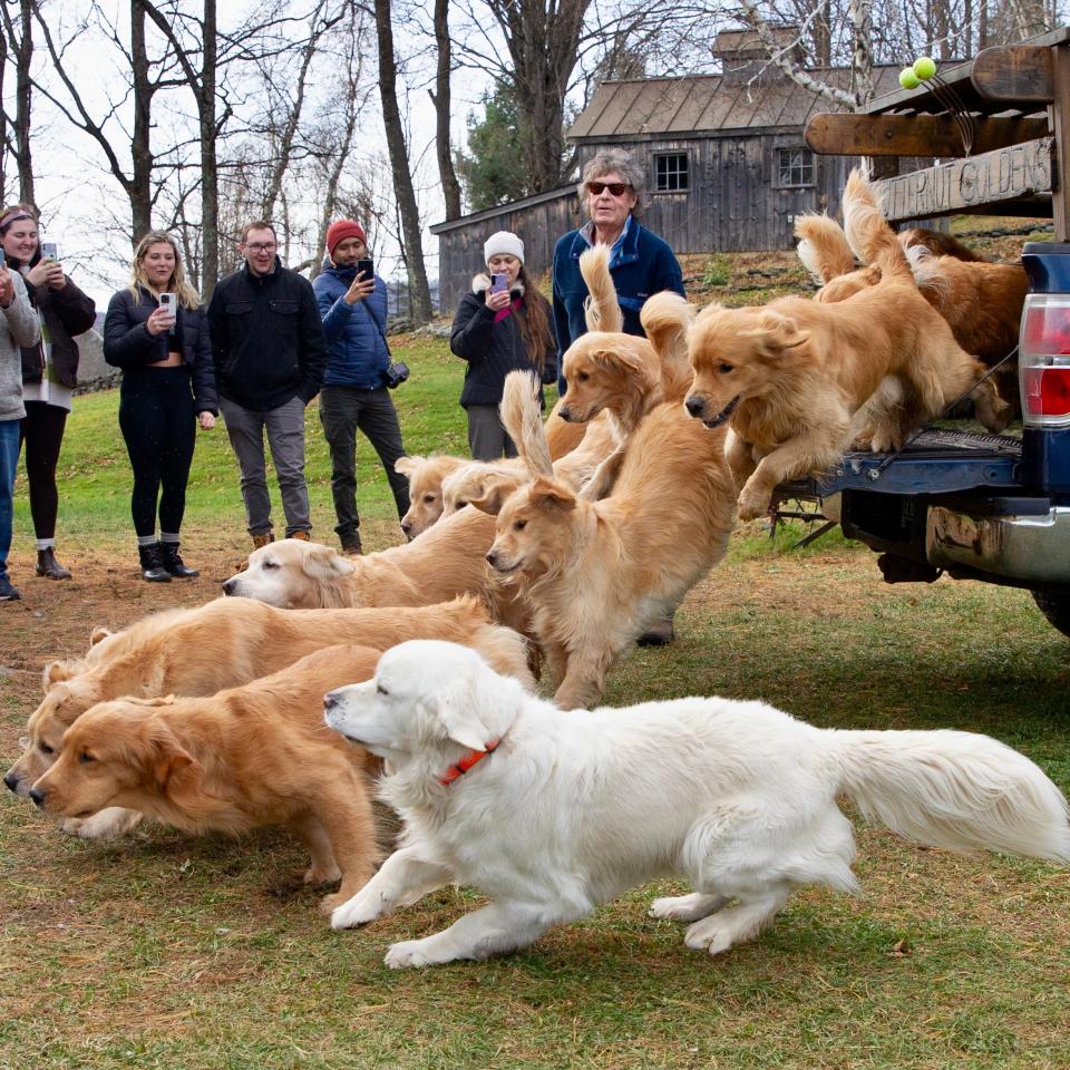 Each one-hour slot includes playtime with at least 12 goldens.