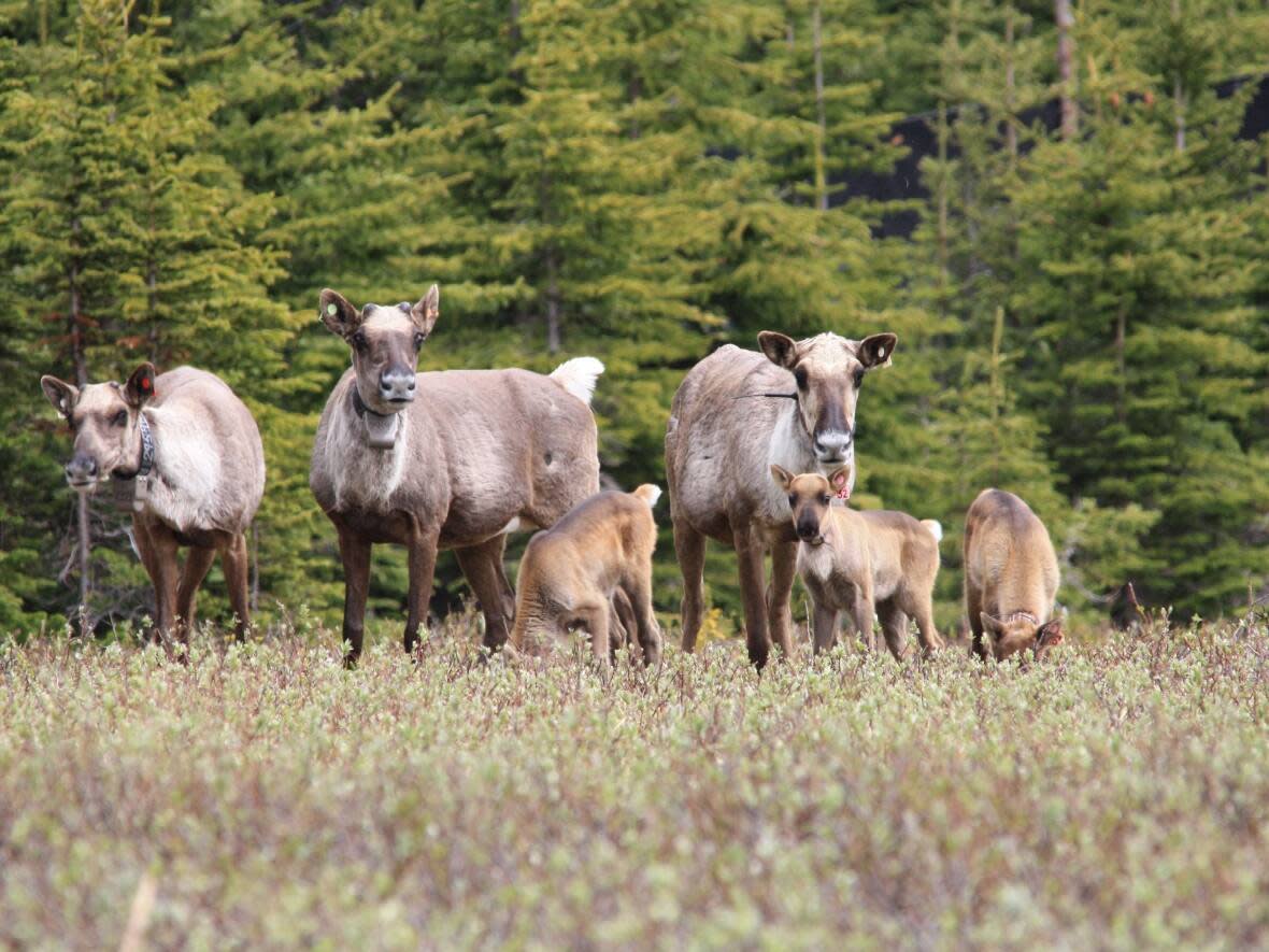 Newly released research indicates caribou numbers in the Klinse-Za herd have nearly tripled since 2013, thanks to conservation efforts by nearby First Nations.  (Scott McNay/Wildlife Infometrics - image credit)