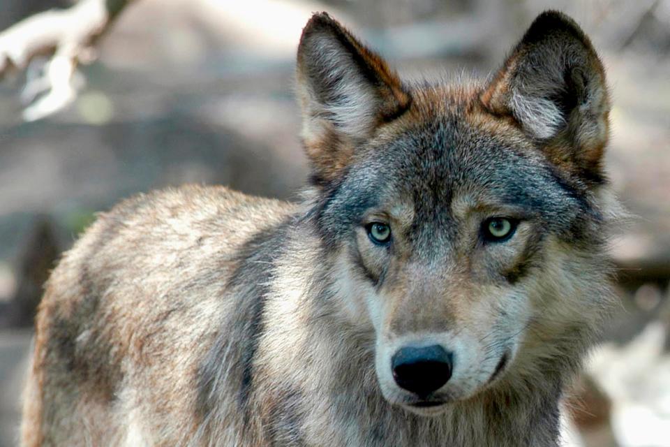 A gray wolf is seen, July 16, 2004, at the Wildlife Science Center in Forest Lake, Minn.