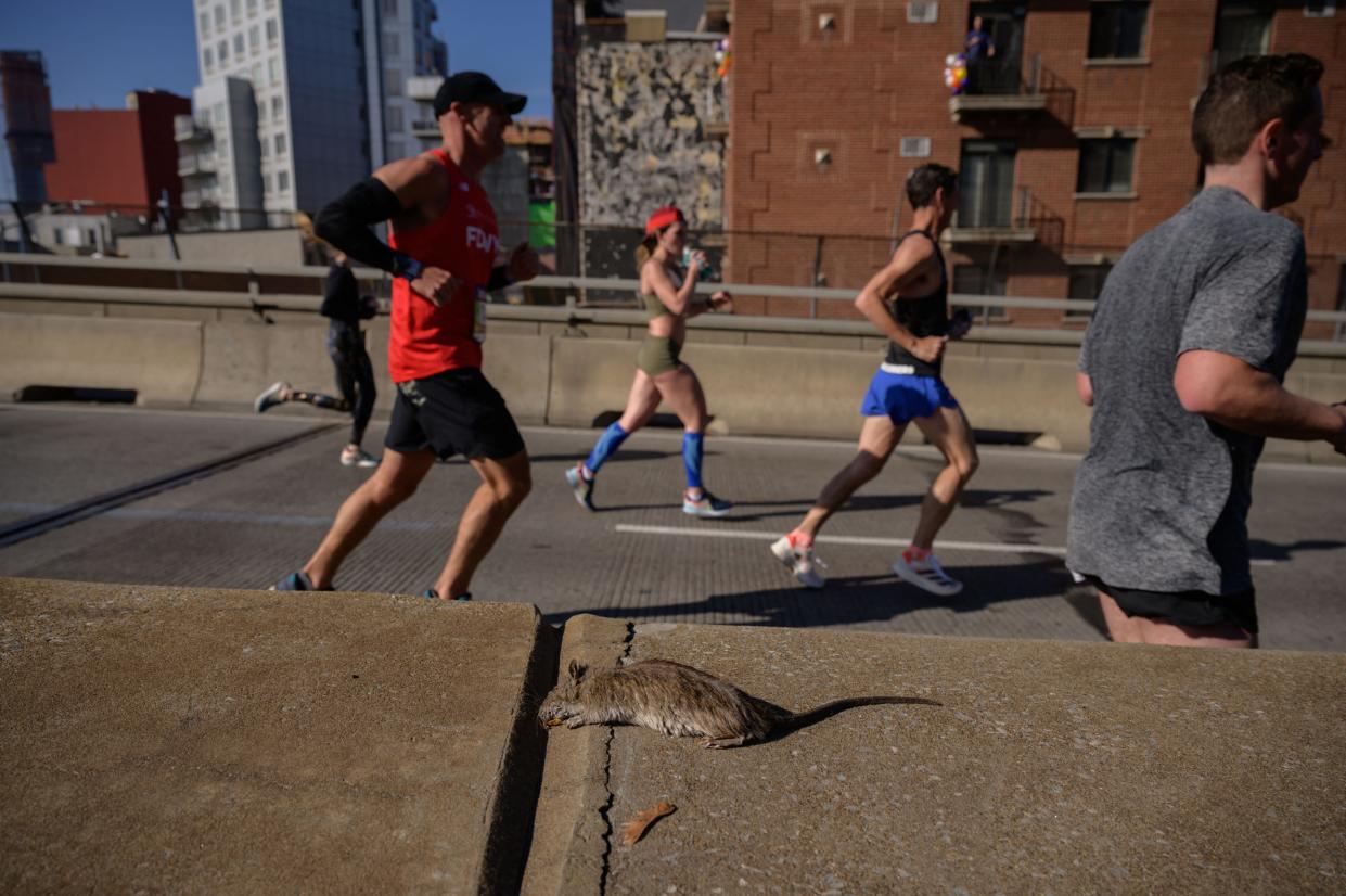 Runners pass a dead rat as they cross the Pulaski bridge during the 2021 TCS New York City Marathon in Brooklyn, New York, on November 7, 2021.