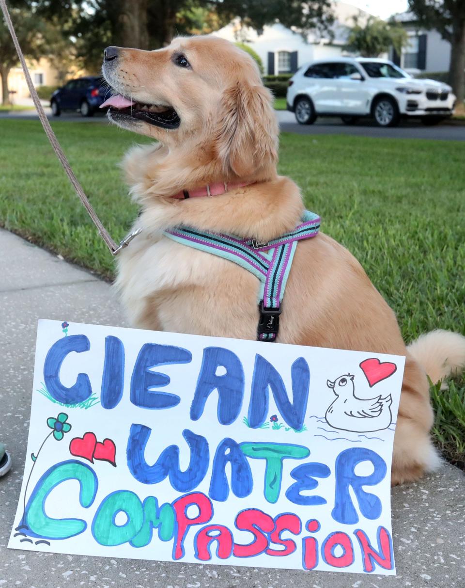 Posie, a resident's, dog joins the demonstration at the lake in the Victoria Lake development in DeLand, Wednesday, July 24, 2024, following a number of wildlife deaths around the popular lake.