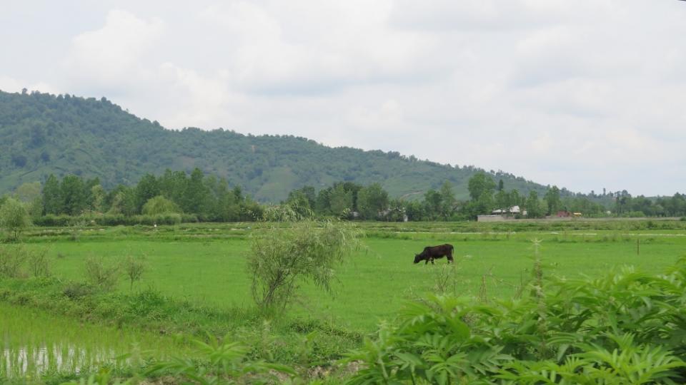 一進入北部裏海沿岸平原，竟然出現有如宜蘭一般的景色，讓旅人看了瞠目結舌。