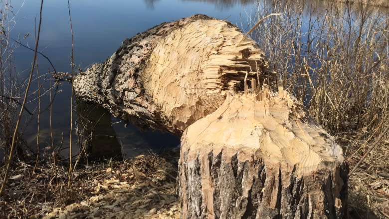 11 things you always wanted to know about beavers on P.E.I.