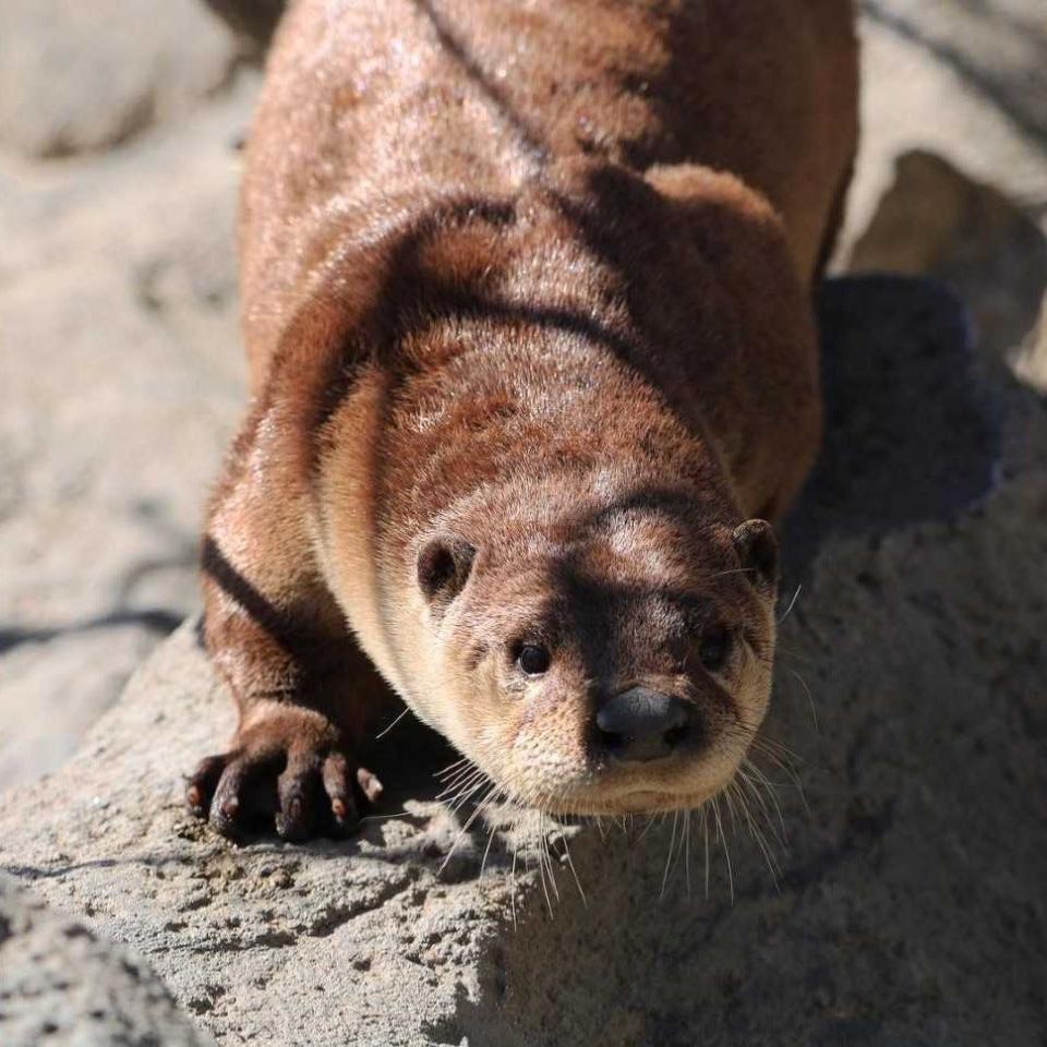 Gary is a male North American river otter who came to the Seneca Park Zoo in November.