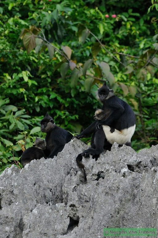 The Delacour's langur, black and white with a full face of whiskers, is indigenous to Vietnam, but their numbers have dwindled in recent years because of poaching and mining activity in the country's northern forests