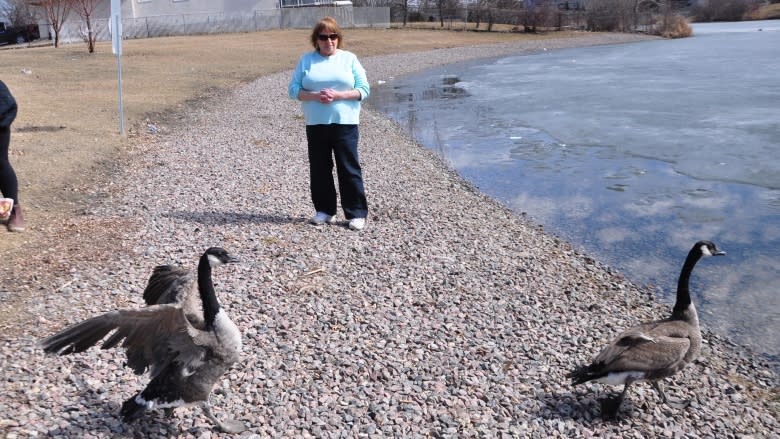 Geese take wing after being nursed back to health, released by Prairie Wildlife Rehabilitation Centre