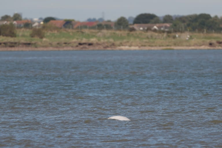 A beluga whale breaches in the River Thames close to Gravesend, east of London on September 26, 2018