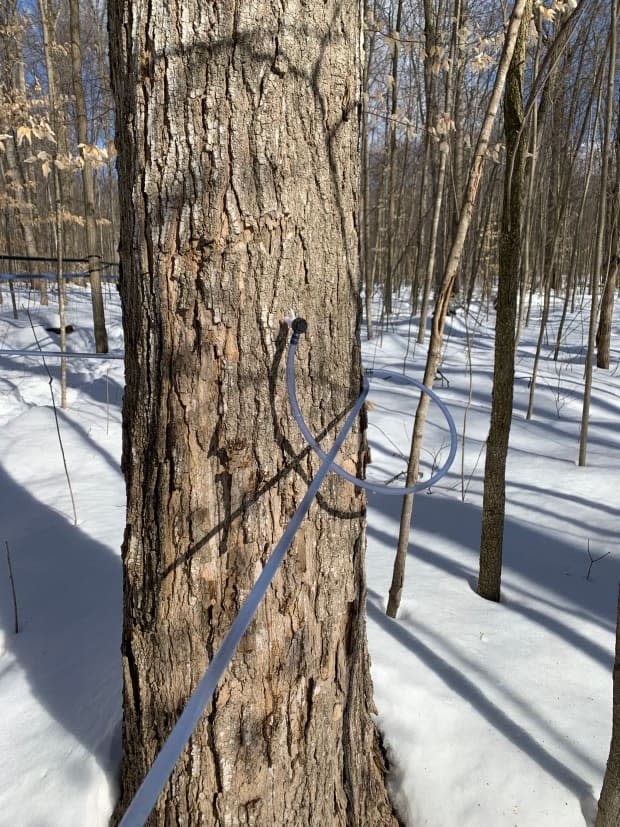 The modern pipeline collects from five to eight trees and moves the sap into a storage tank.