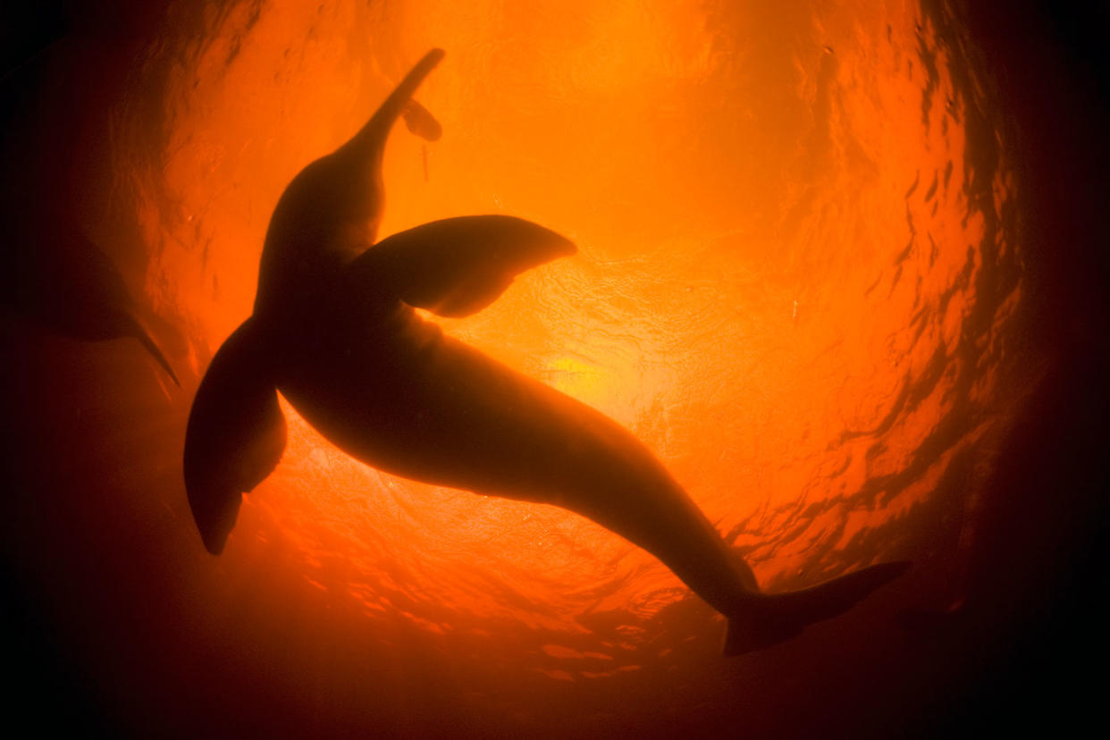 Amazon River Dolphin underwaterGetty Images/Kevin Schafer
