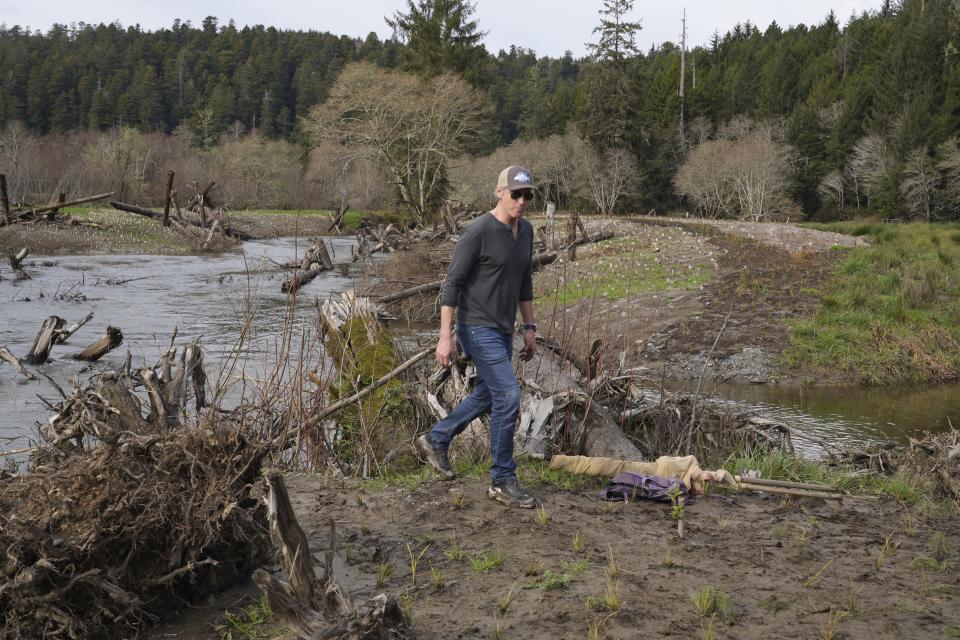 California Gov. Gavin Newsom tours a salmon restoration project at Prairie Creek in Redwoods National Park, Calif., Monday, Jan. 29, 2024. (AP Photo/Terry Chea)