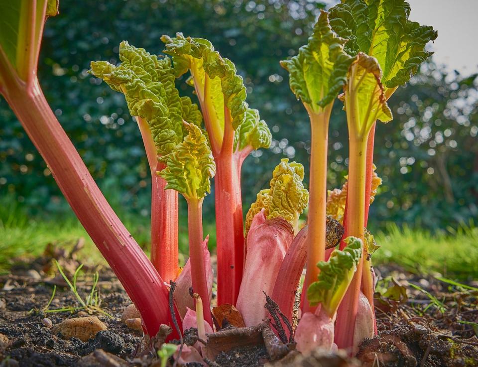 perennial vegetables