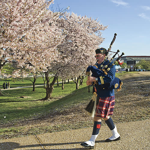 Cherry Blossom Time in D.C.