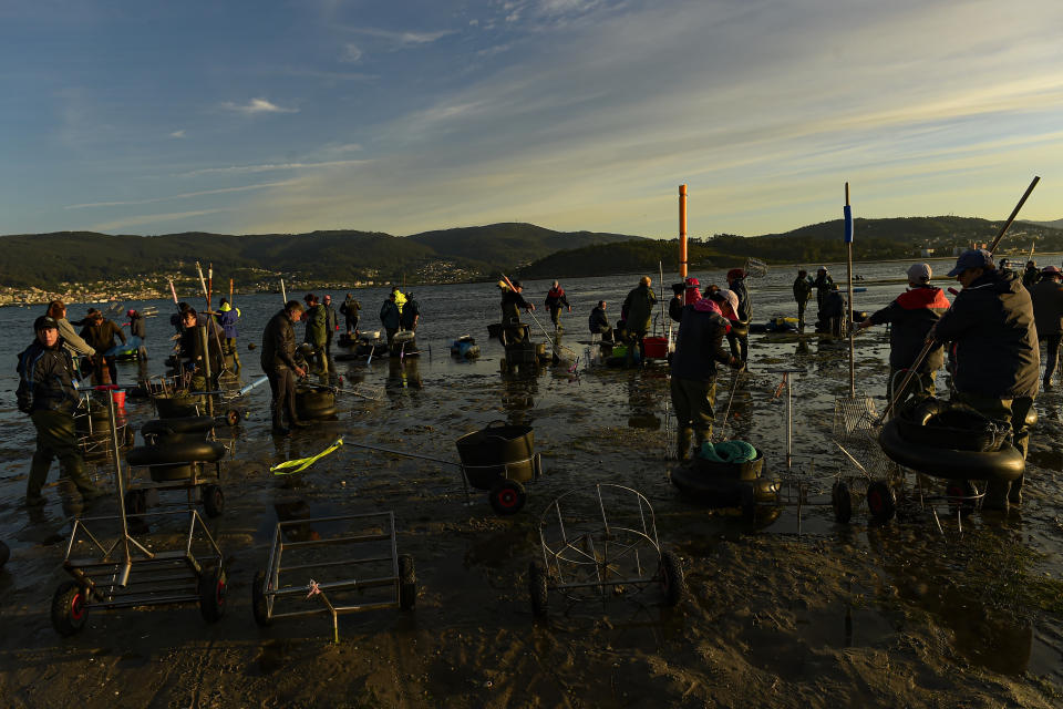 Buscadores de almejas se reúnen en el estuario de Lourizán, Galicia, en el norte de España, el martes 18 de abril de 2023. (AP Foto/Alvaro Barrientos)