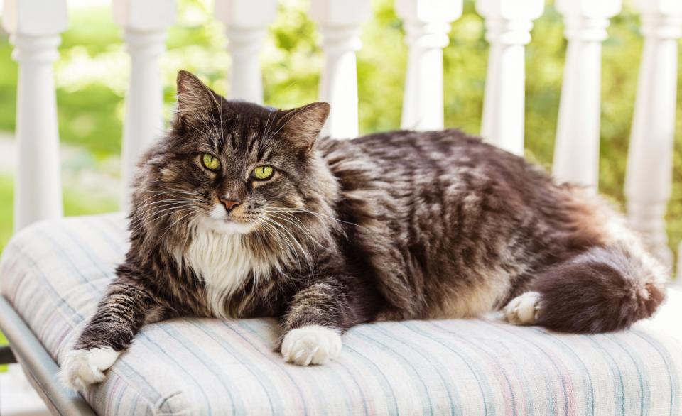 Maine Coon