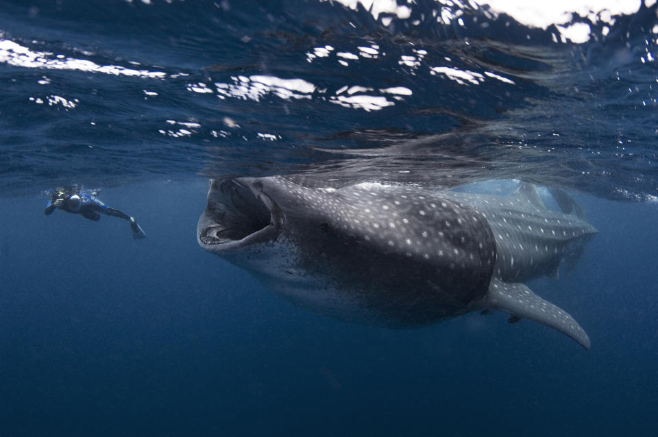Este tiburón ballena casi se traga al buzo cuando abrió su gigantesca boca para alimentarse de placton, en Isla Mujeres, México. Mire la galería. (Cortesía de Mauricio Handler/Handlerphoto.com/solent)