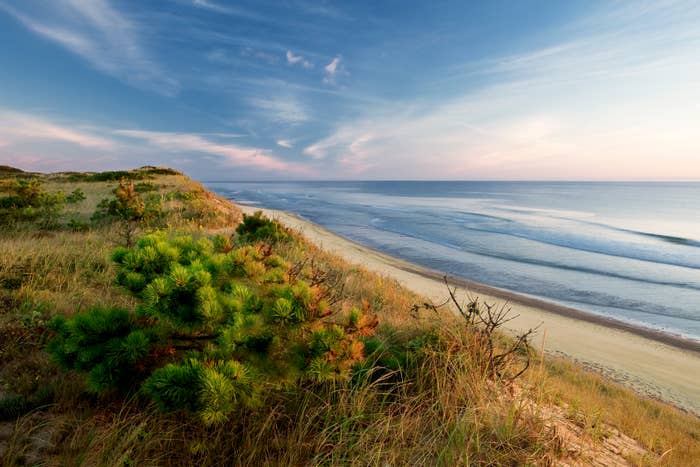 Dune's edge, pitch pine, Marconi beach, wellfleet, Cape Cod national seashore