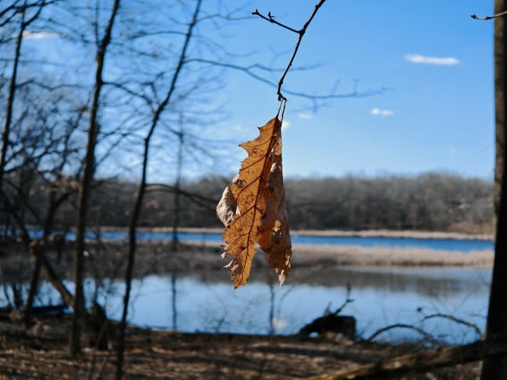 A photo of a dying leaf hanging off a tree, taken with the Honor Magic 6 RSR.