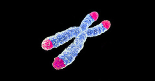 <span class="caption">Telomeres on a chromosome.</span> <span class="attribution"><span class="source">AJC1/Flickr</span>, <a class="link " href="http://creativecommons.org/licenses/by-nc-nd/4.0/" rel="nofollow noopener" target="_blank" data-ylk="slk:CC BY-NC-ND;elm:context_link;itc:0;sec:content-canvas">CC BY-NC-ND</a></span>